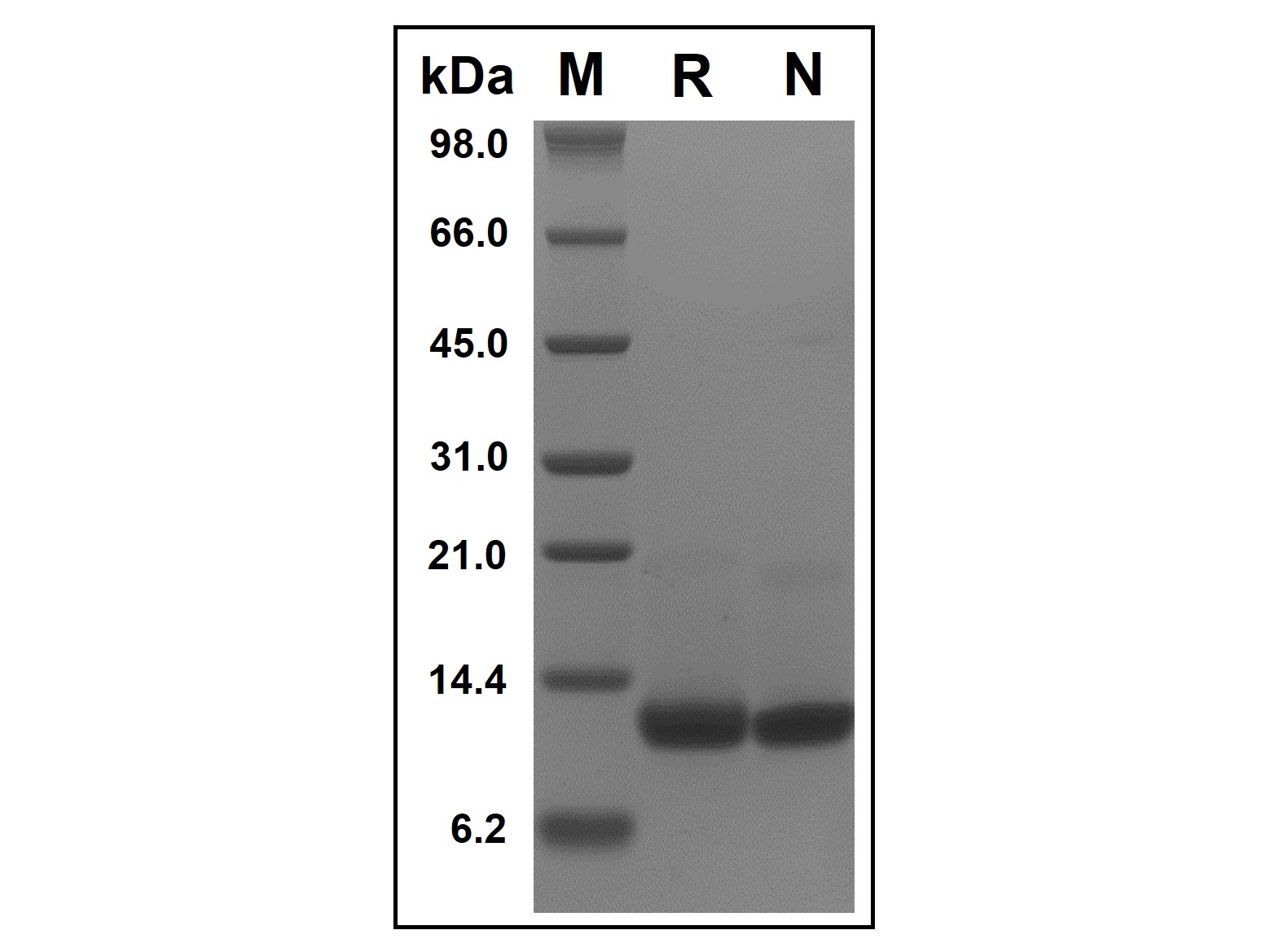 Recombinant Mouse Cxcl Protein