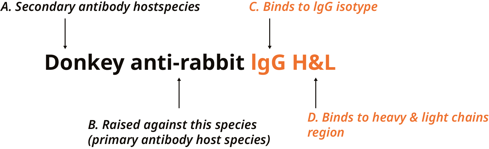 How to find the right secondary antibody